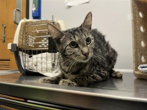 ILIANA Domestic Short Hair Cat