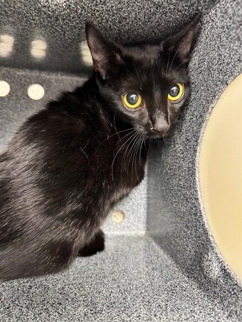 SABRINA