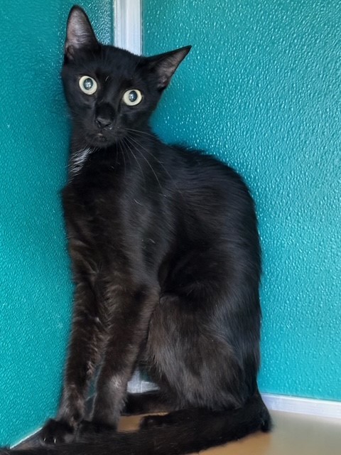 GABBY