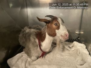 A296846, Adult Male unknown