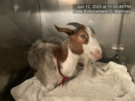 A296846, Adult Male Goat