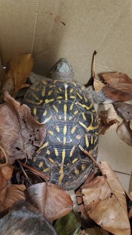 NYLA, Adult Male unknown