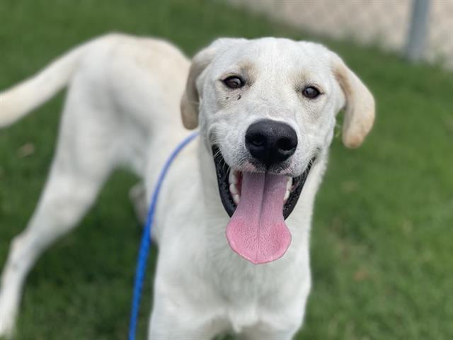 BOBA FETCH