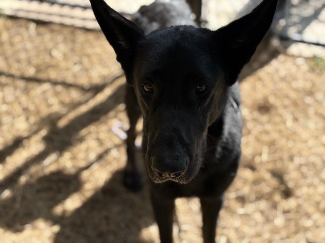 ACHILLES