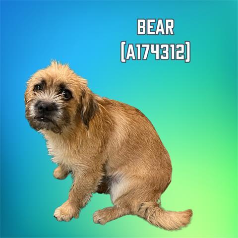BEAR