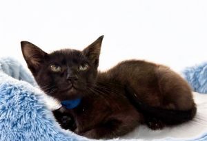 EZEKIEL Domestic Short Hair Cat