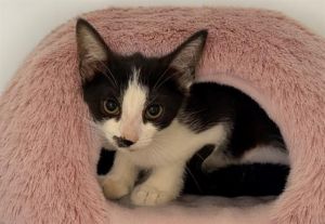 DOLORES Domestic Short Hair Cat