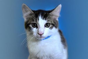 ALEXANDER Domestic Short Hair Cat