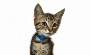 STITCHES Domestic Short Hair Cat