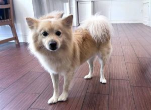 I arrived at the shelter as a stray and hope my family comes for me soon