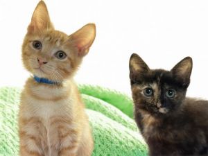 ZARA Domestic Short Hair Cat