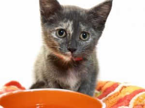 ZOLA Domestic Short Hair Cat