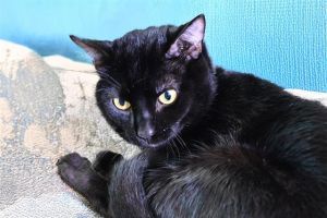 OBSIDIAN Domestic Short Hair Cat