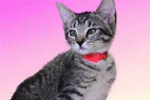 JEWEL Domestic Short Hair Cat