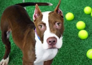 STERLING Pit Bull Terrier Dog