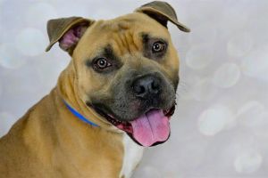 XANDER American Staffordshire Terrier Dog