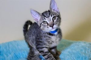 ERNIE Domestic Short Hair Cat