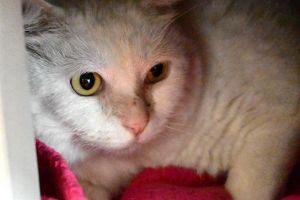 LOKI Domestic Short Hair Cat