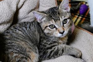 ATHENA Domestic Short Hair Cat