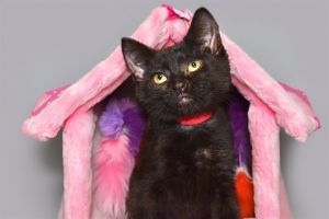 MISTY Domestic Short Hair Cat