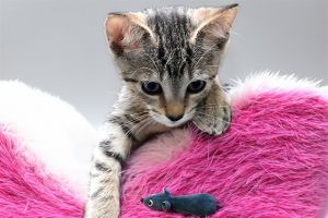 LUCY Domestic Short Hair Cat