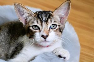 MIKASI Domestic Short Hair Cat