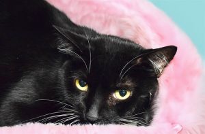 JILL Domestic Short Hair Cat