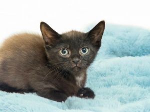 ZEDD Domestic Short Hair Cat