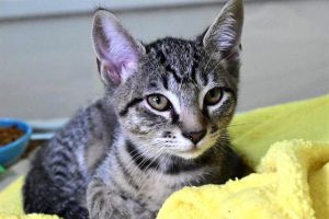 ELMER Domestic Short Hair Cat