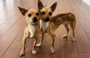 I arrived at the shelter as a stray and hope my family comes for me