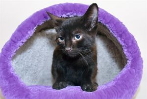 MR GRENALDO Domestic Short Hair Cat
