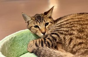 TUCKER Domestic Short Hair Cat