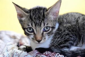 MARTY Domestic Short Hair Cat