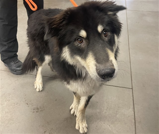 GATOR, an adoptable Hovawart, Mixed Breed in Phoenix, AZ, 85009 | Photo Image 1