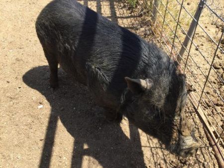 VAN GOGH, Young Male Pig