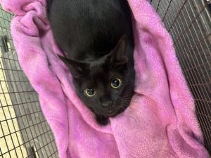FUNNY Domestic Short Hair Cat