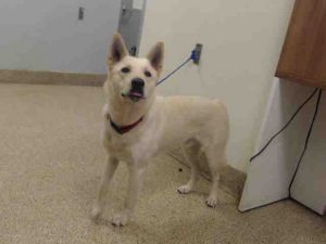 BLANCO German Shepherd Dog Dog
