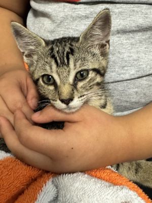 CRICKET Domestic Short Hair Cat