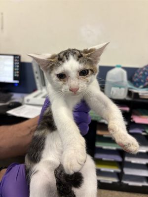 GHOST Domestic Short Hair Cat