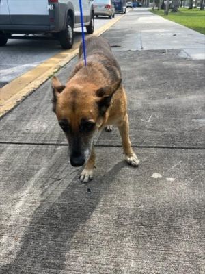 DOLIS German Shepherd Dog Dog
