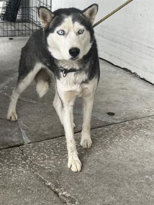LOLA Siberian Husky Dog