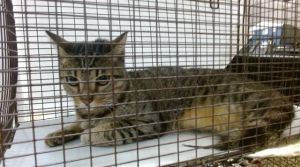 KAYPER Domestic Short Hair Cat