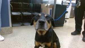 PATCH Rottweiler Dog