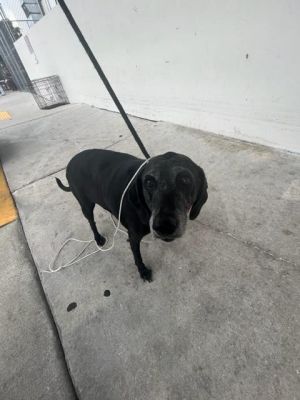 Hi Im Sweetie A2705784 Im an 8-year-old gentle girl with a calm and easygoing personality I enjo