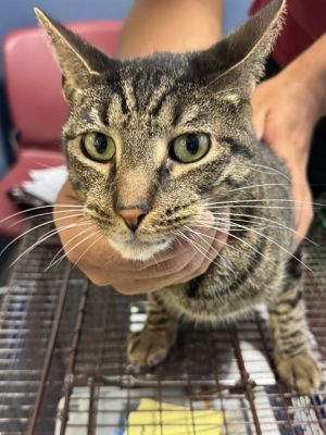 KILLUAH Domestic Short Hair Cat