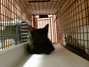 LUCAS Domestic Short Hair Cat