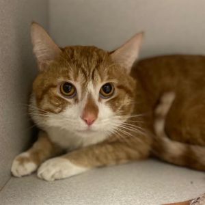 GARFIELD, Adult Male unknown