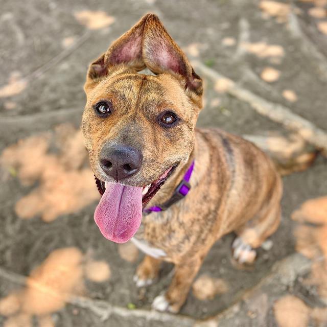 BELLA