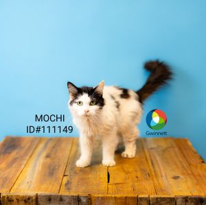 Nf 9 Mochi Domestic Short Hair Cat