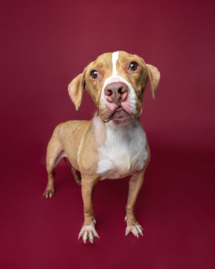 Murphy, an adoptable Pit Bull Terrier, Mixed Breed in Harbor Springs, MI, 49740 | Photo Image 1